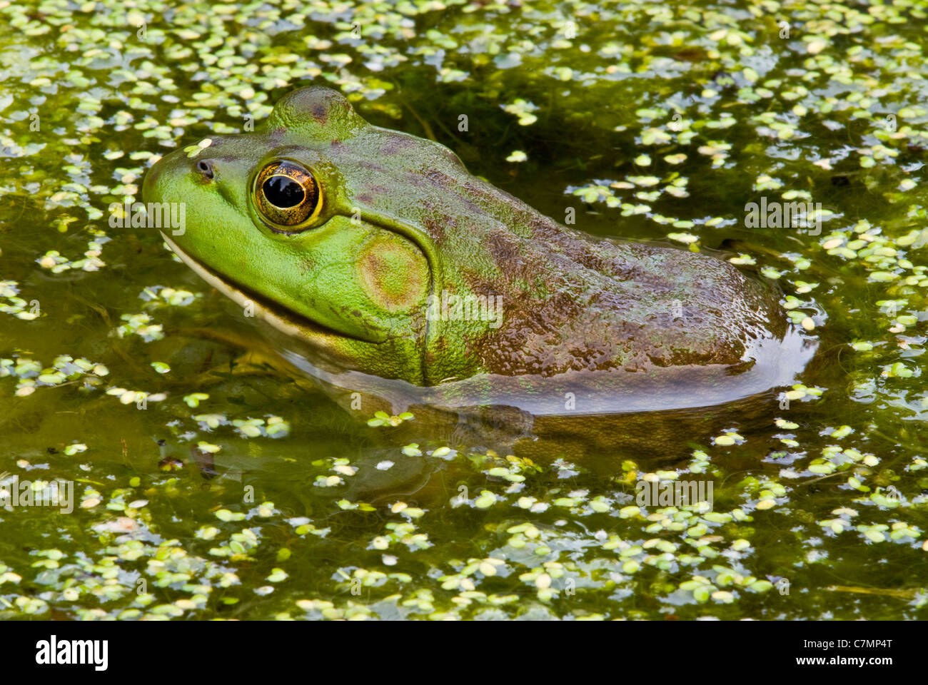 Bullfrog Rana catesbiana seduto in stagno con lenti d'acqua specie Lemna Michigan STATI UNITI Foto Stock