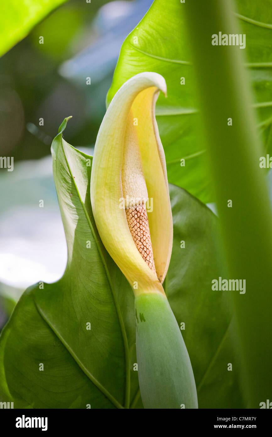 Iguassu Brasile "Sud America" Foto Stock