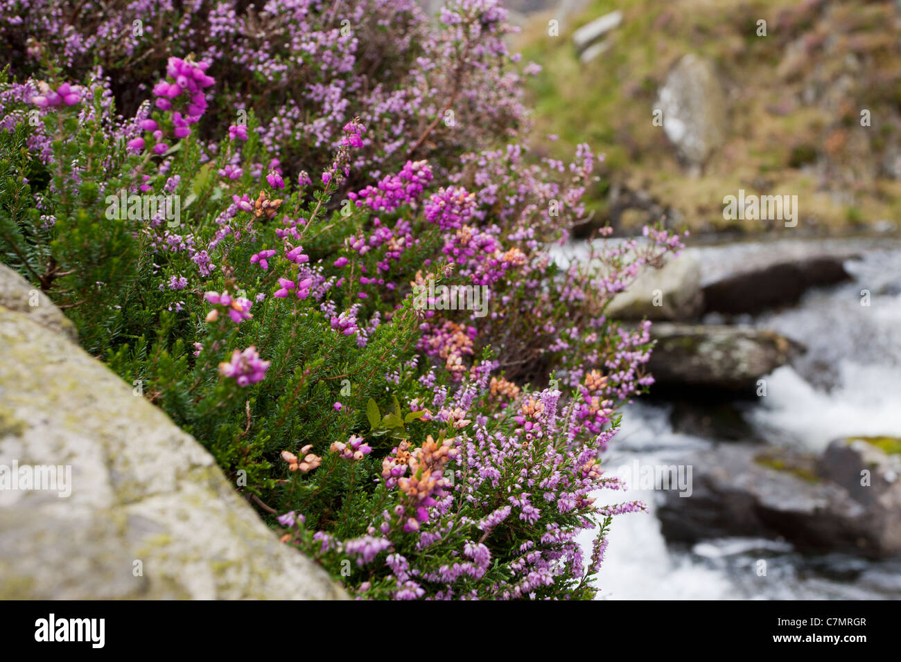 Heather crescente tra rocce in Snowdonia Foto Stock