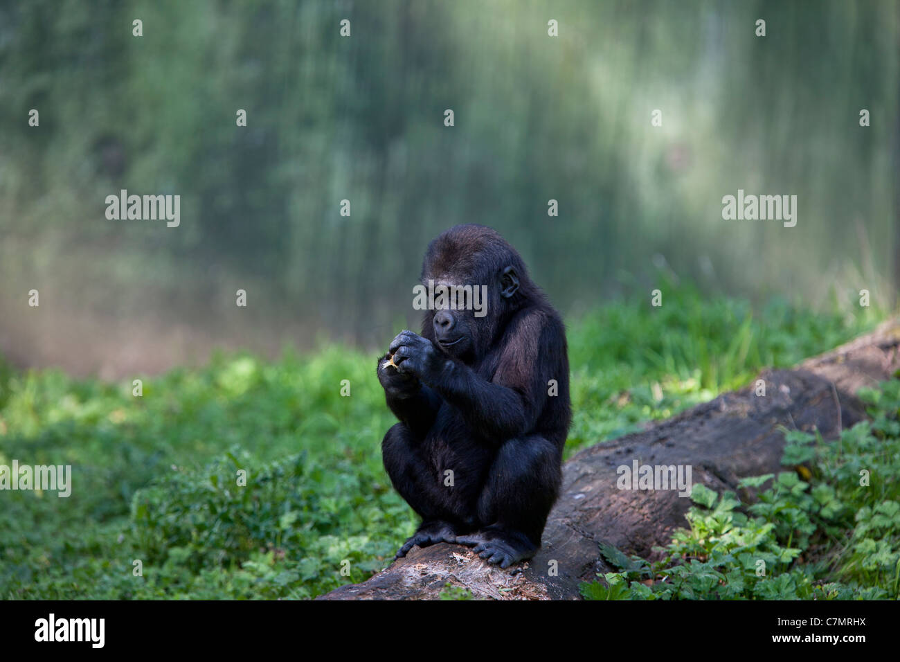 Giovani Gorilla Silverback seduta sul log di mangiare Foto Stock
