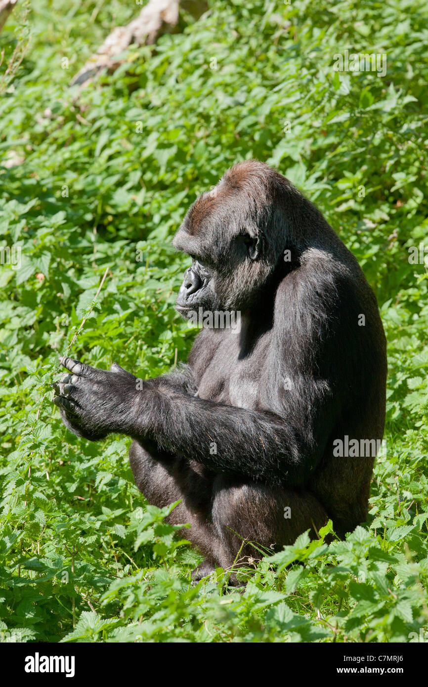 Gorilla Silverback seduta Foto Stock