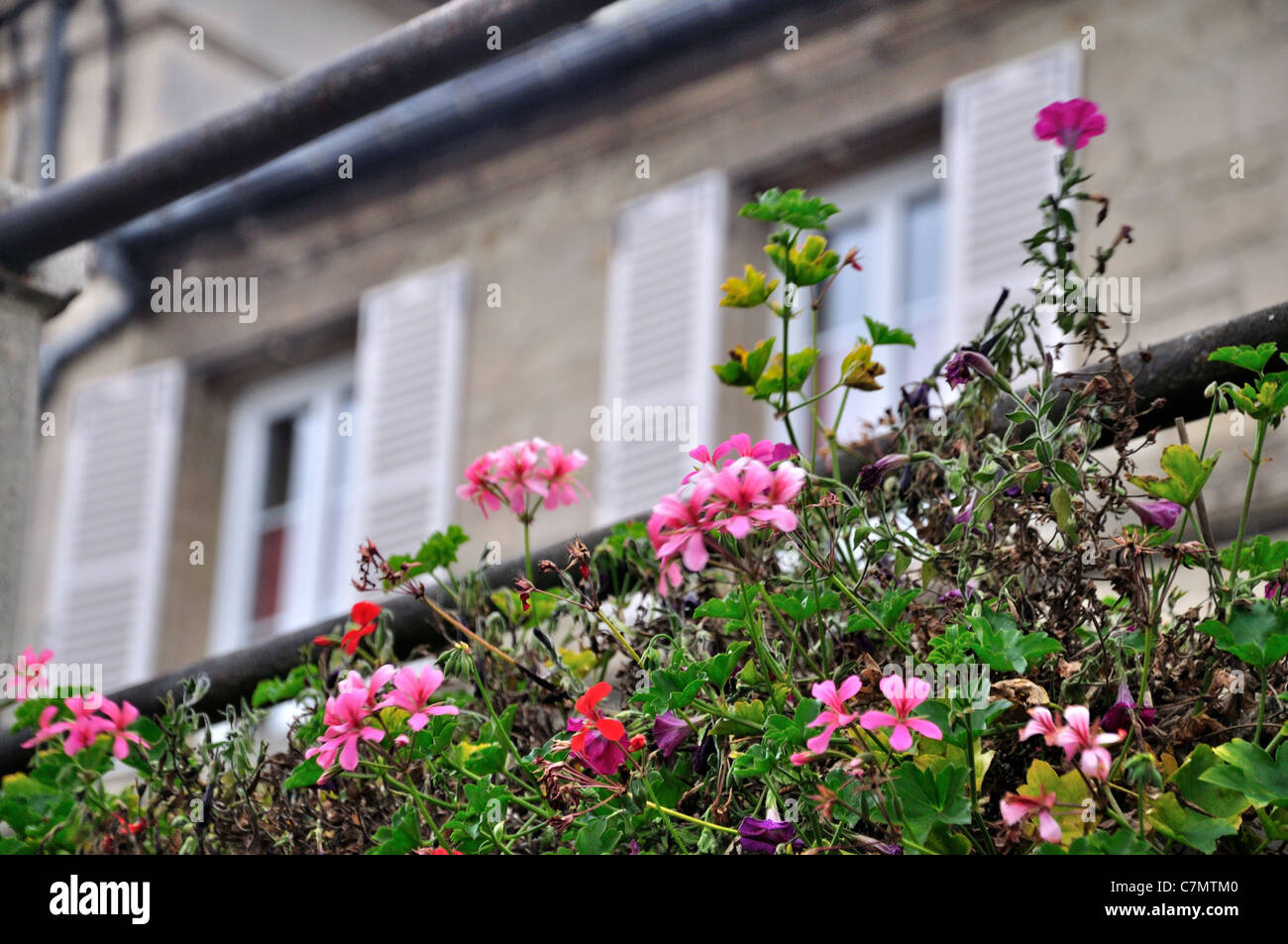 Flower box display al di fuori di una casa francese in Francia a Vic-Sur-Aisne Berny-Rivière Francia Foto Stock