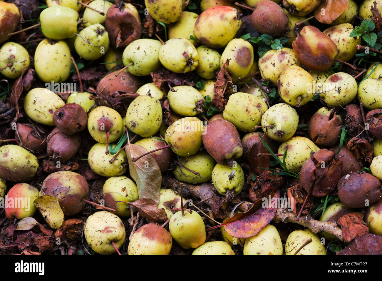 Malus spectabile. Caduto e marciume crab mele. Foto Stock