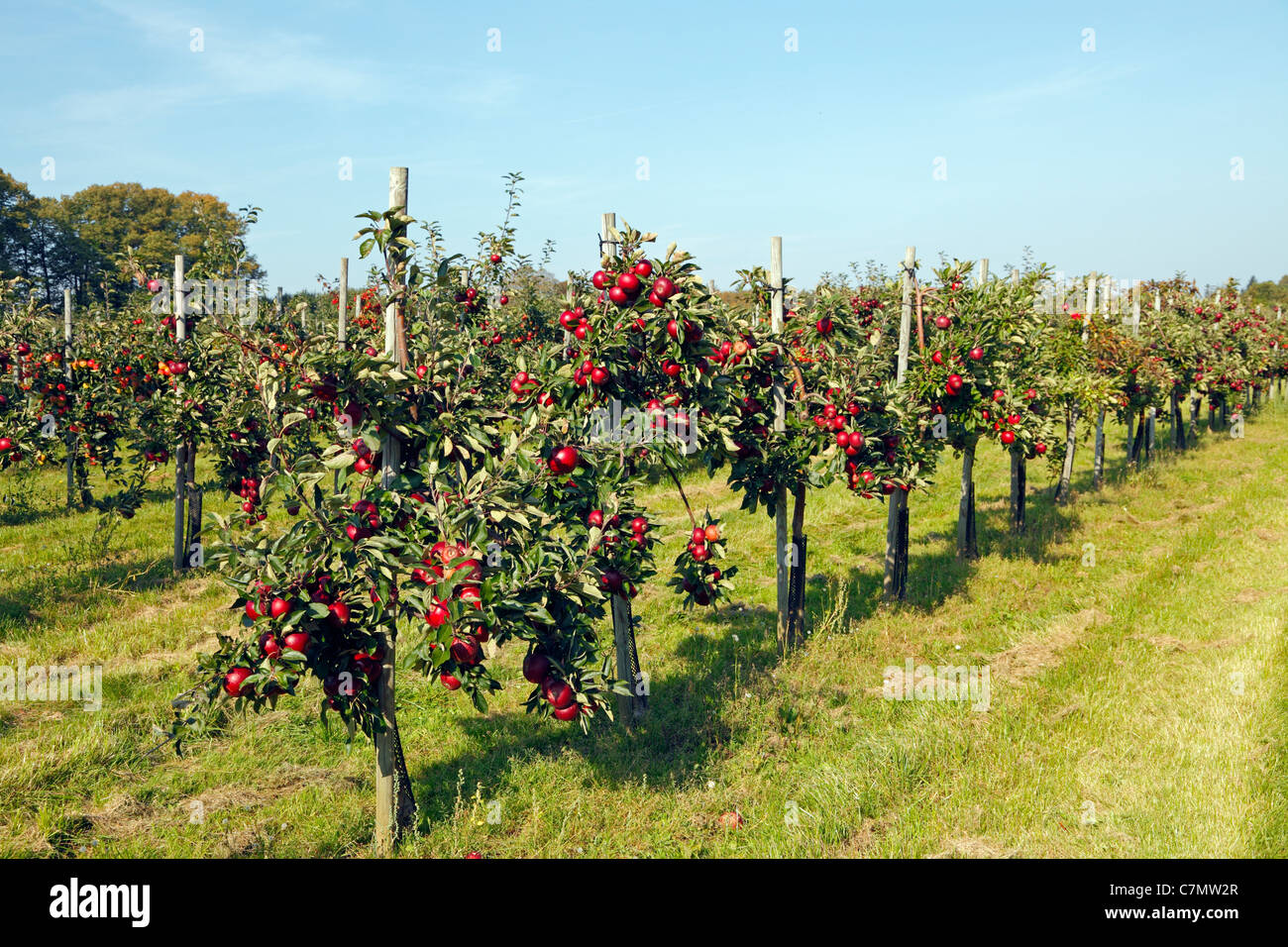 Filari di alberi con rosso, mature mele iniziale pronto per il prelievo al pick-vostro-proprio frutteto di Trørød vicino a Copenhagen, Danimarca Foto Stock