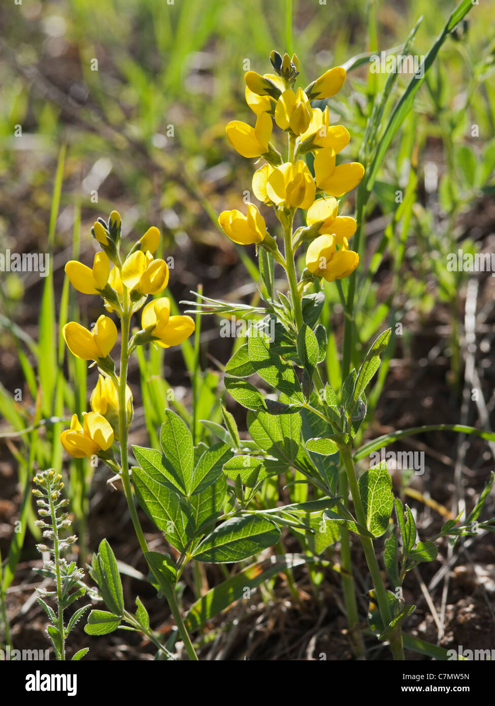 Pisello giallo (rhombifolia Thermopsis montana). Questo campione è stato trovato in 7800-piedi livello vicino Gennessee Colorado Foto Stock