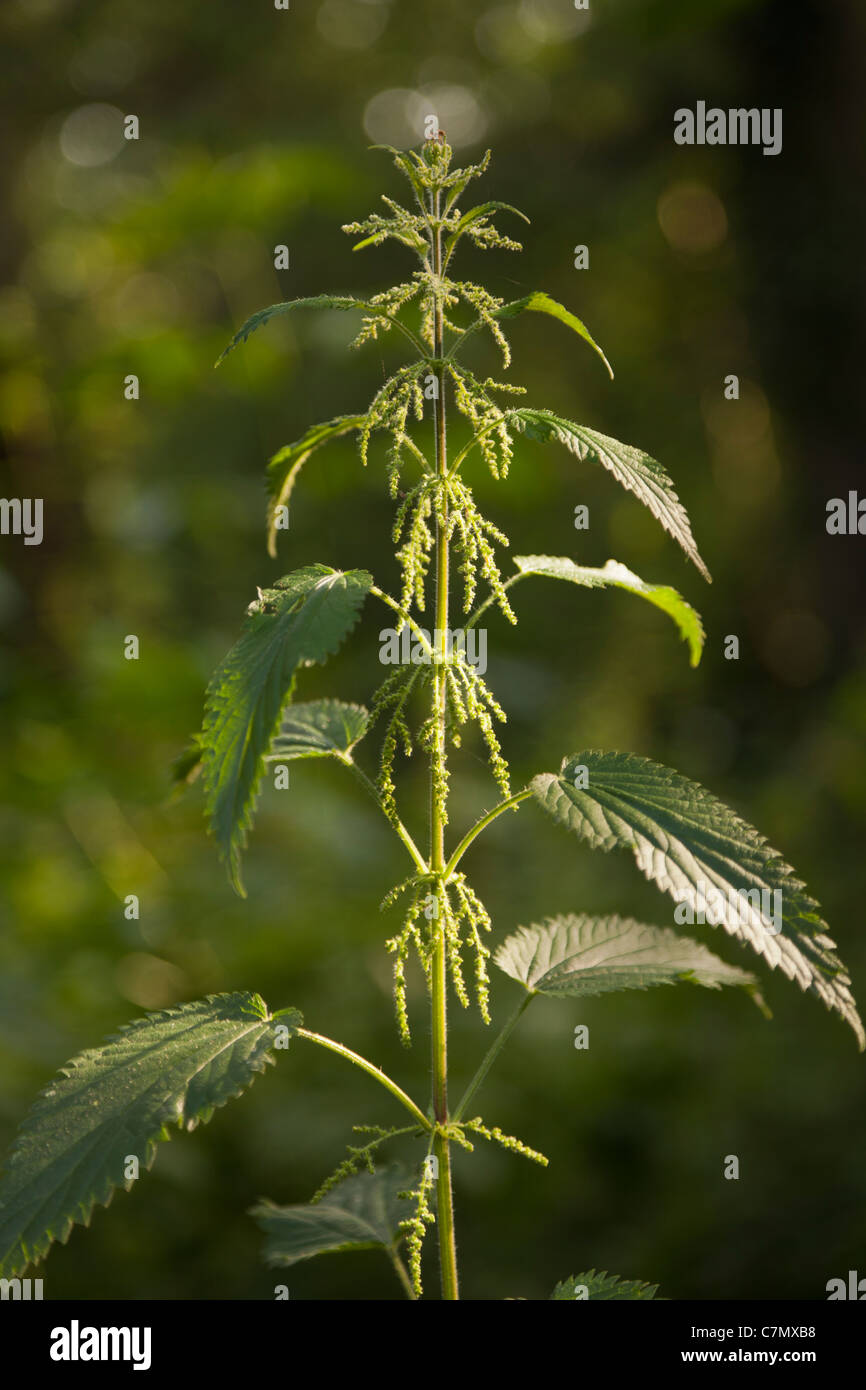 Ortica-Urtica dioica-close-up Foto Stock