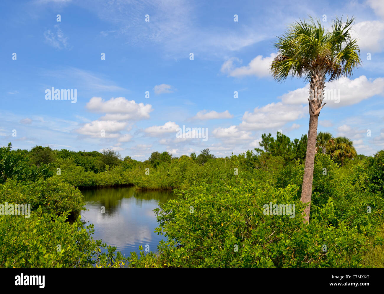 Tipico ambiente della Florida - mangrovie, acqua salata e Palm Tree Foto Stock