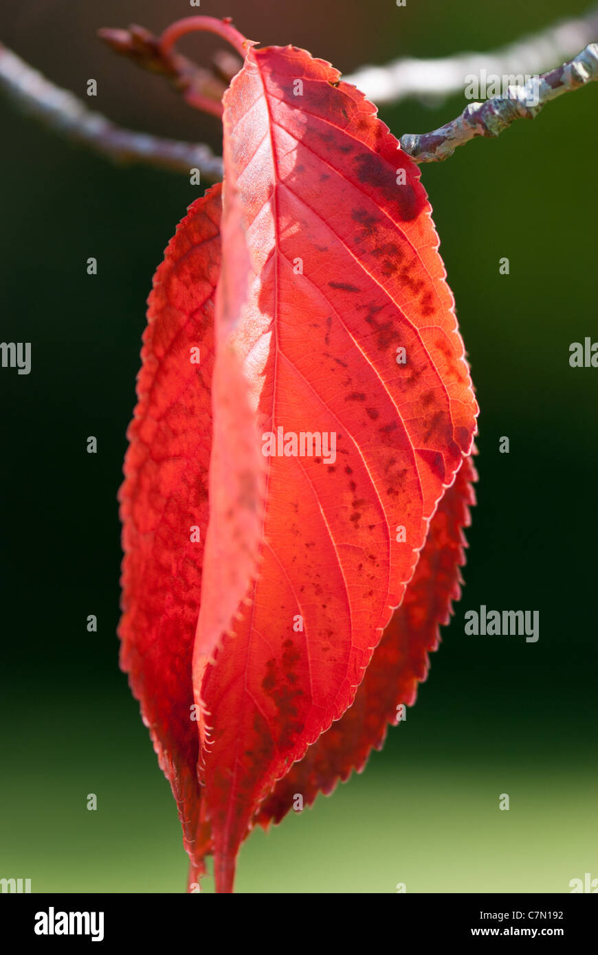 Prunus sargentii rosacee Foto Stock