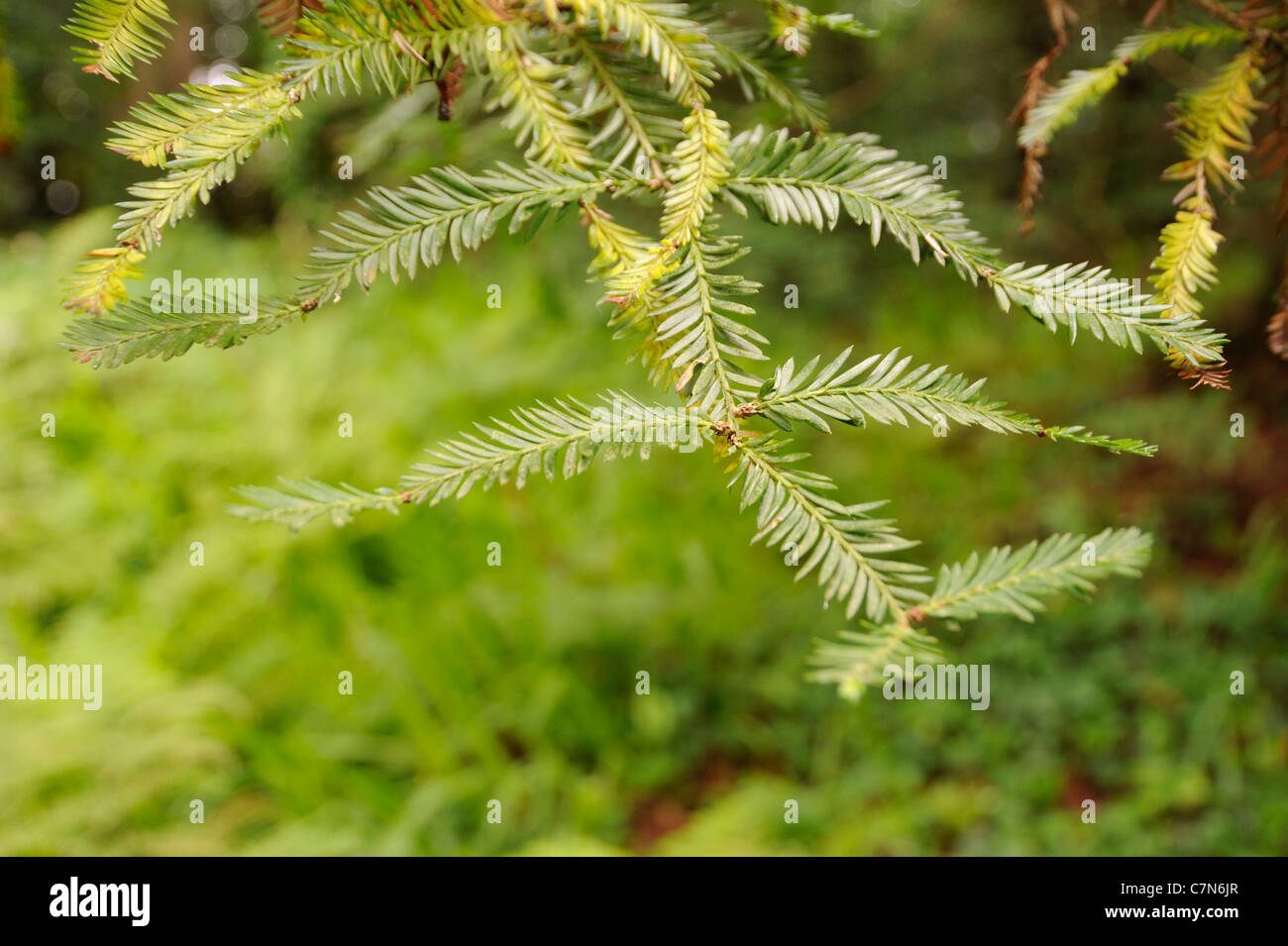Coastal Redwood, Sequoia sempervirens, foglie Foto Stock