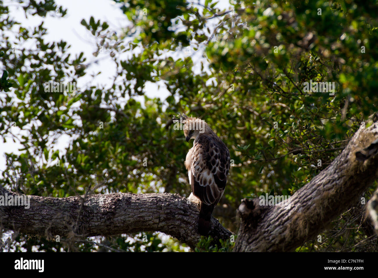 Crested Hawk-Eagle o modificabili Hawk-eagle (Nisaetus cirrhatus) a Yala NP, Sri Lanka. Foto Stock