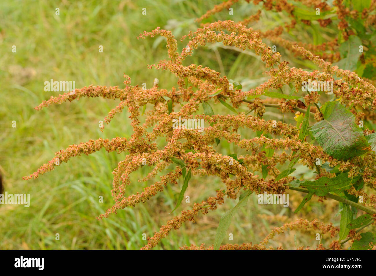 Di latifoglie, Dock Rumex obtusifolius Foto Stock