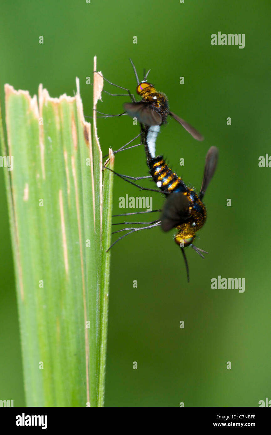 Bombyliidae o Bee mosche in accoppiamento Huai Kha Kaeng Wildlife Sanctuary, Thailandia. Foto Stock