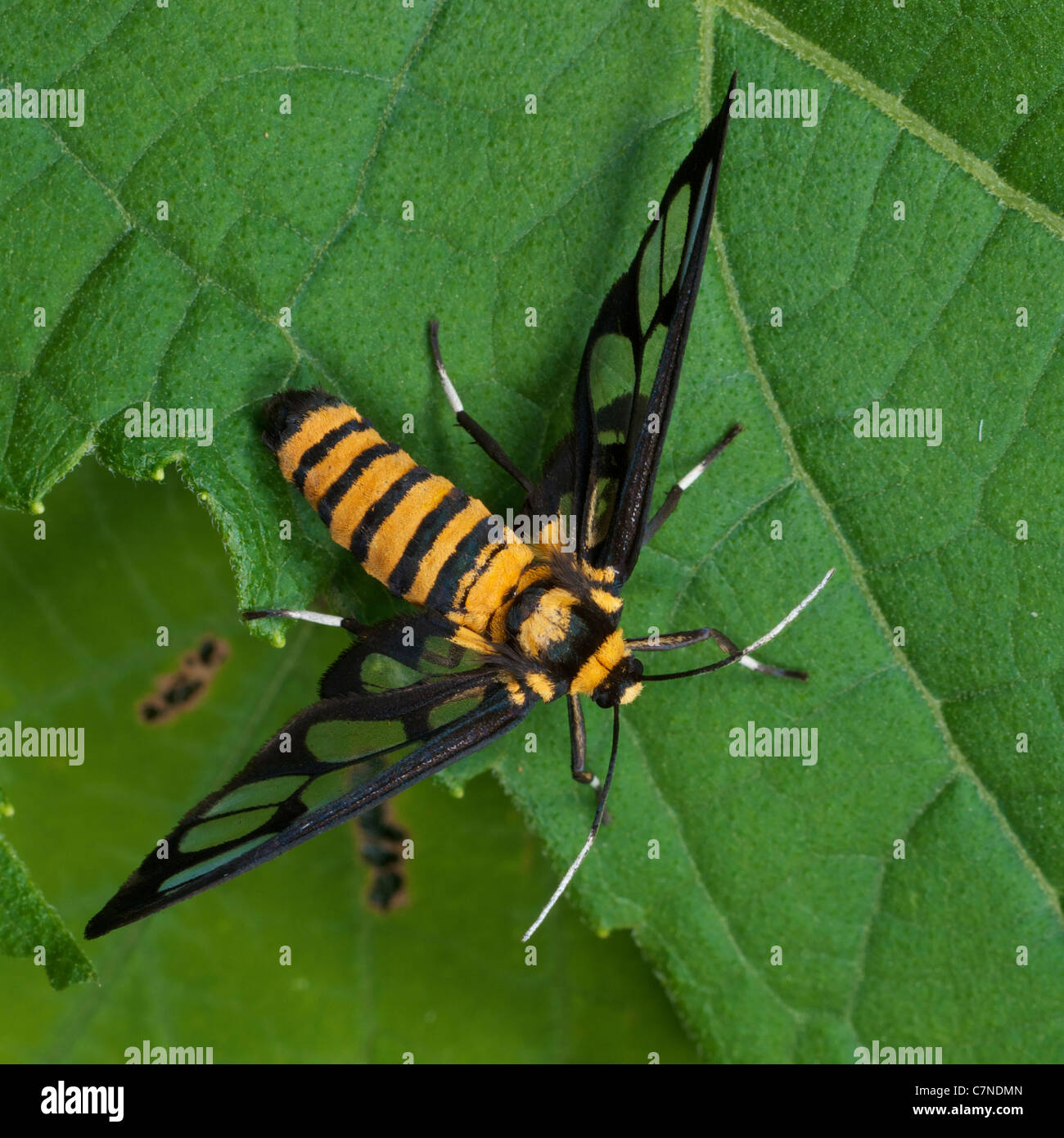 La falena clearwing, ceryx sphenodes, in Thap Lan Parco Nazionale, Thailandia. Credeva di essere una delle api o vespe imitano. Foto Stock