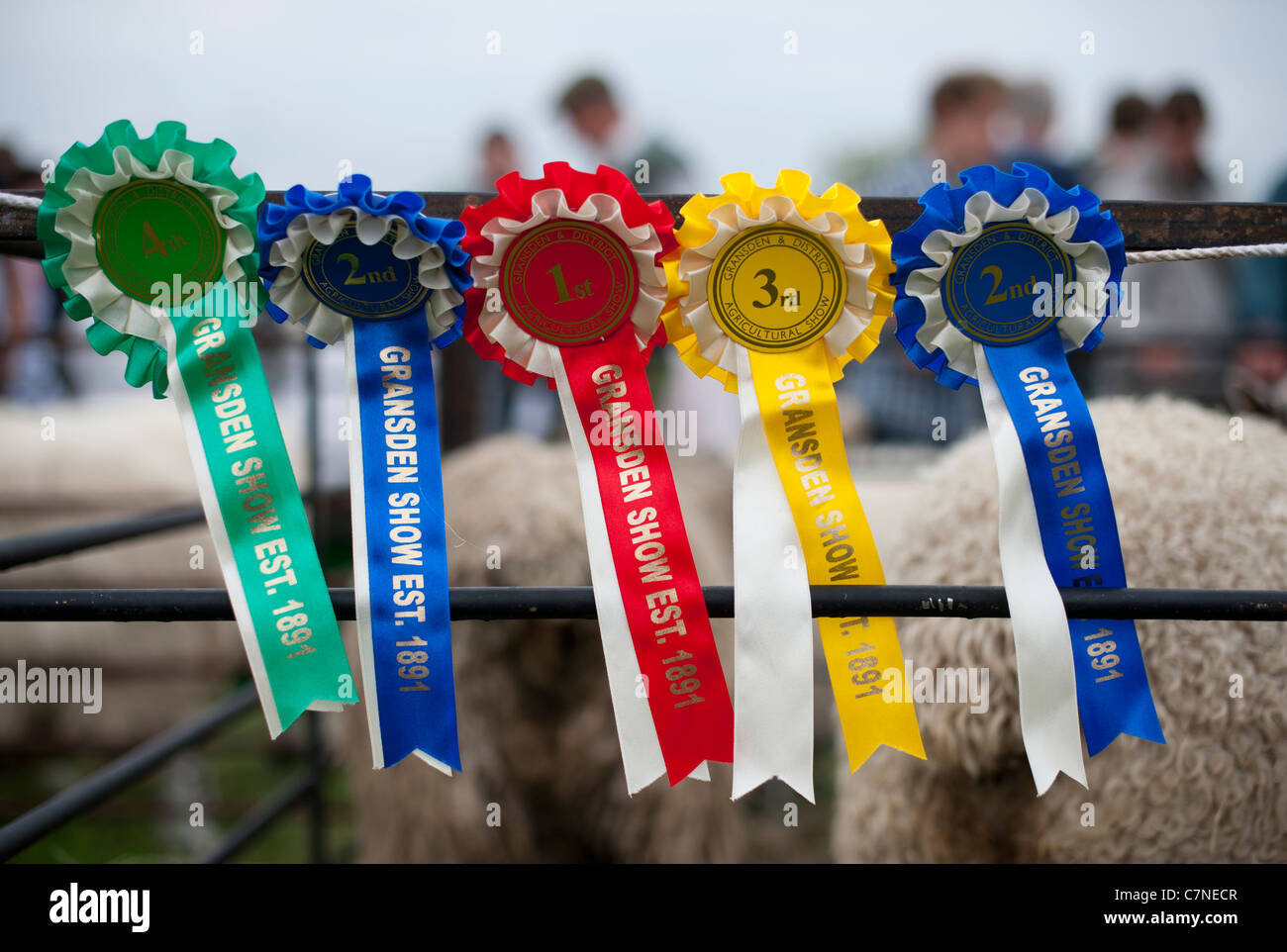 In rosette sul display da i vincitori dei concorsi di bestiame a Gransden spettacolo agricolo Cambridgeshire England Regno Unito Foto Stock