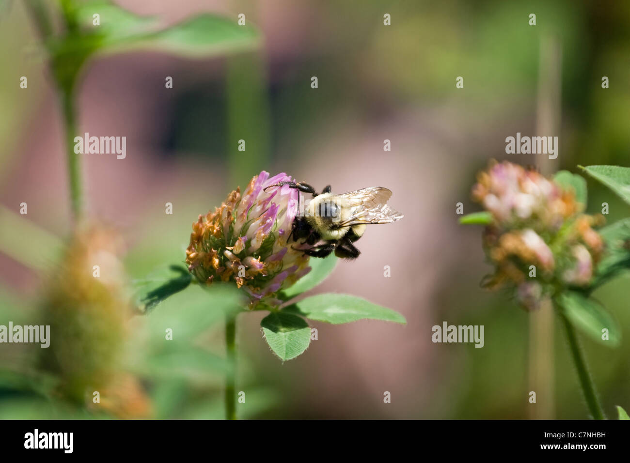 Ripresa macro di un singolo Bumble Bee su un viola fiore di trifoglio. Foto Stock