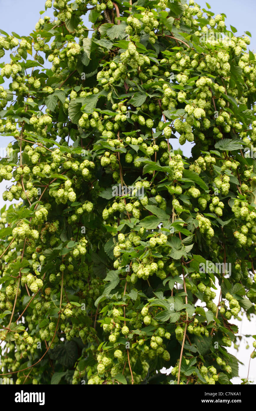 Close up di luppolo, humulus lupulus ,on hop bine mostra pianta rampicante e luppolo pronto per il prelievo. Foto Stock