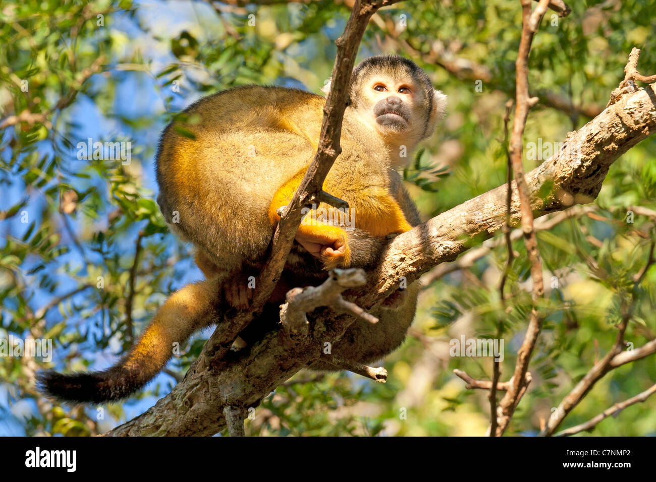 Wild scimmie scoiattolo, Madidi mosaico (pampas del rio yacuma), Bolivia la foresta pluviale amazzonica (boliviano della Scimmia di scoiattolo) Foto Stock