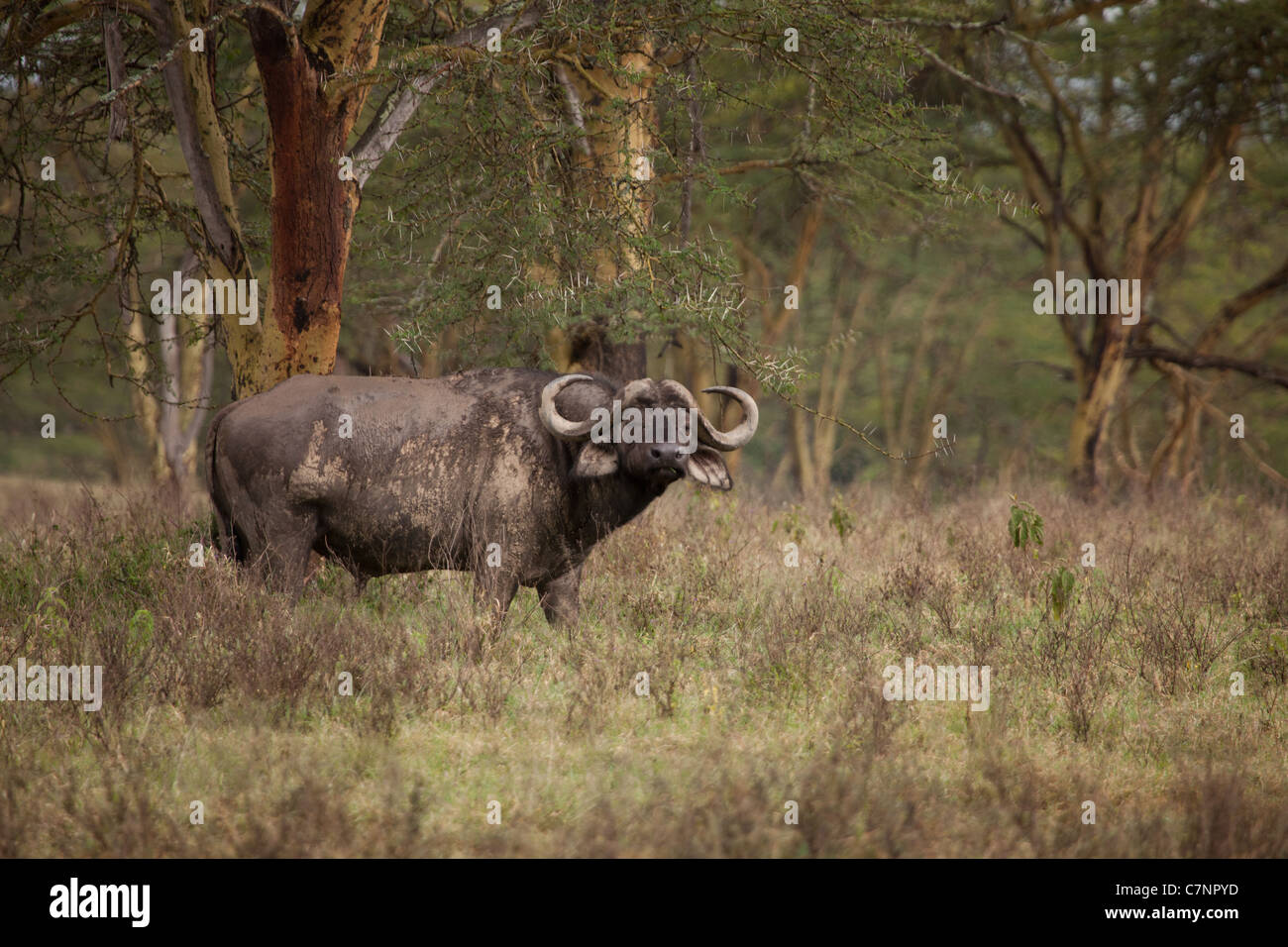 Buffalo Bull in febbre Tree Forest guardando la telecamera, Lake Nakuru National Park, Kenya, Africa Foto Stock Buffalo Bull in febbre Tree Forest guardando la telecamera, Lake Nakuru National Park, Kenya, Africa Foto Stock