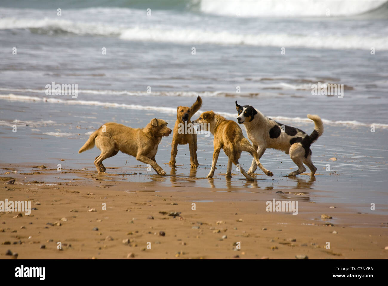 Semi di capra selvatici herder di cani sulla spiaggia tra Sidi M'Barek e Sidi Kaouki in Marocco Foto Stock