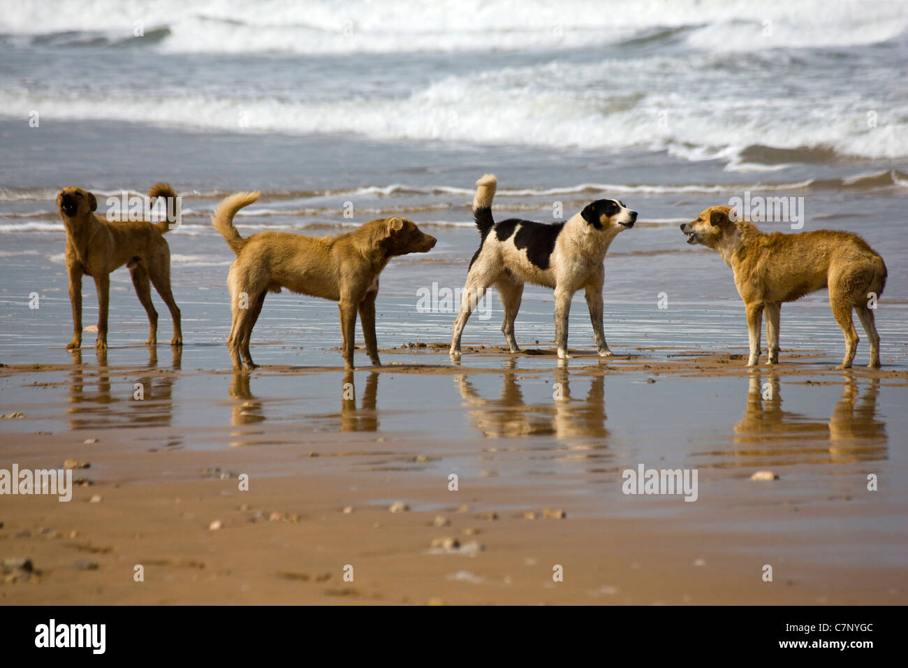 Semi di capra selvatici herder di cani sulla spiaggia tra Sidi M'Barek e Sidi Kaouki in Marocco Foto Stock