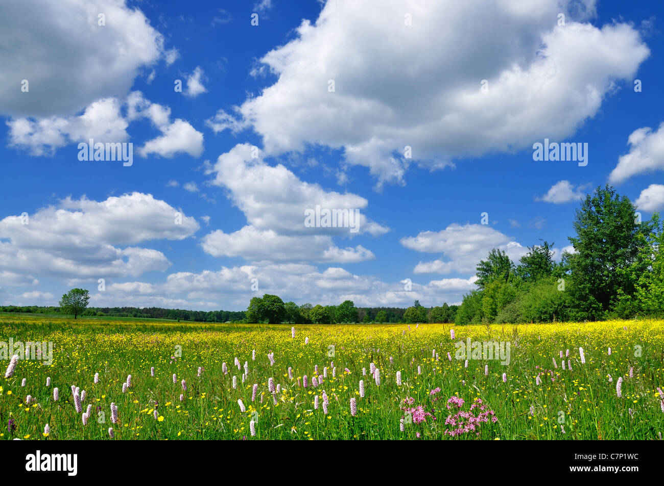 Paesaggio di primavera Foto Stock