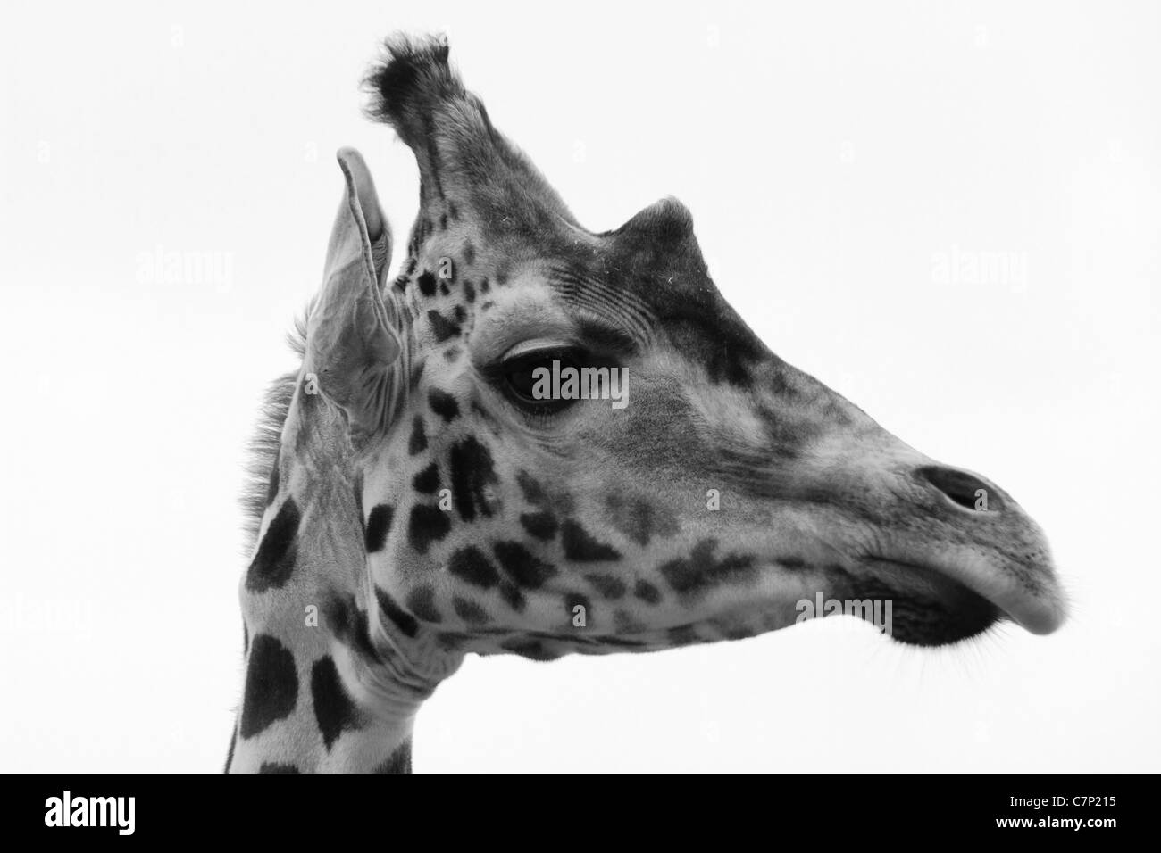 Giraffa Rothschild (latino: Giraffa camelopardalis rothschildi), Aka Baringo Giraffe, Fota Wildlife Park, Co Cork, Irlanda Foto Stock