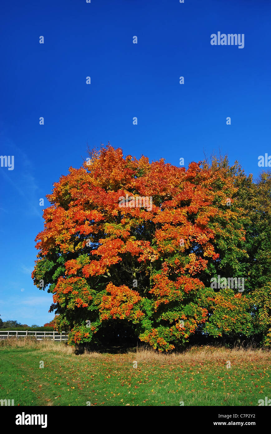 Il golden colori dell'autunno, REGNO UNITO Foto Stock