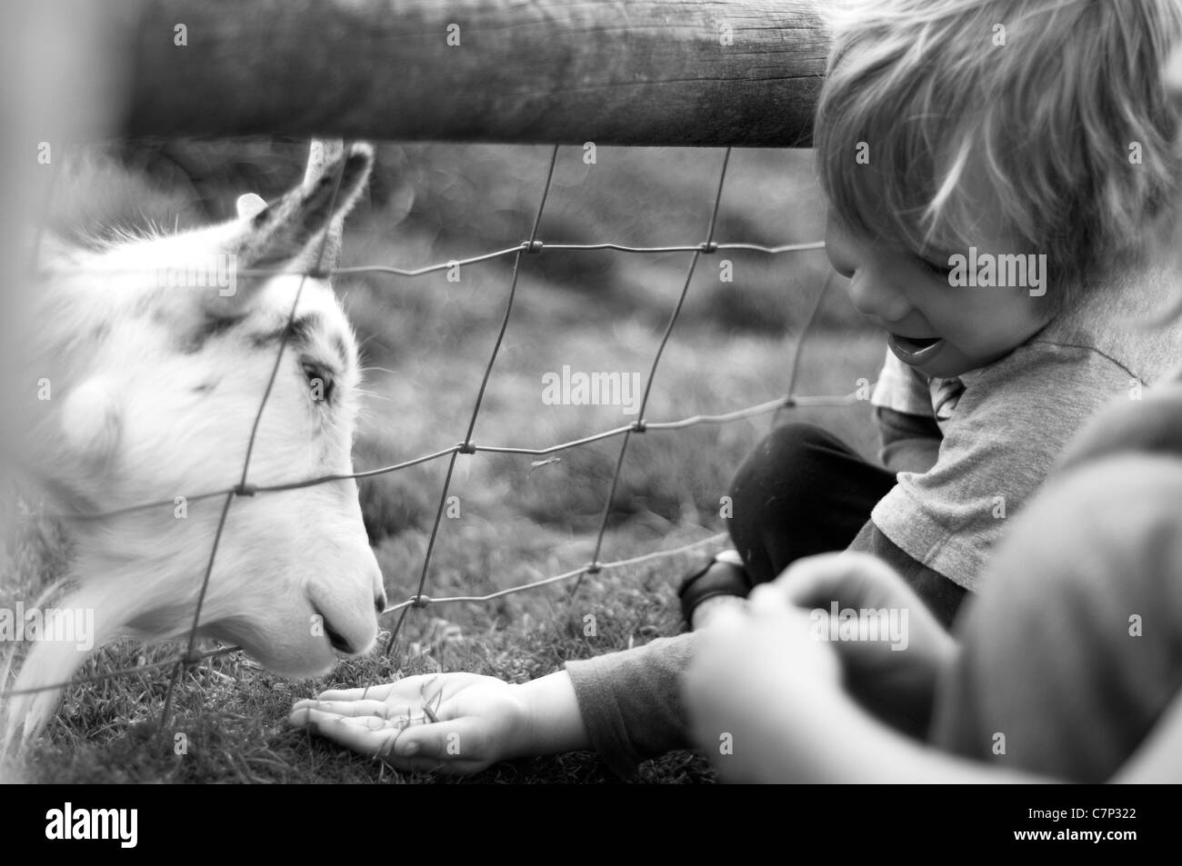 Un giovane ragazzo alimentando una capra attraverso una recinzione. Sorridente e felice bambino Foto Stock