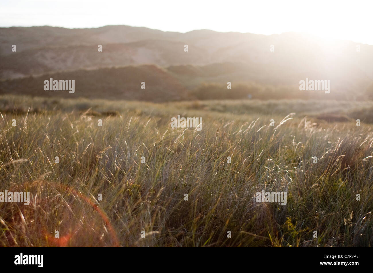 Lo spettacolo del sole che splende su erbe e dune di sabbia sulla costa in Gwithian Cornovaglia Foto Stock