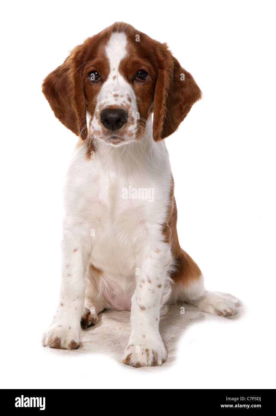 Welsh springer spaniel cucciolo singola seduta in un studio REGNO UNITO Foto Stock