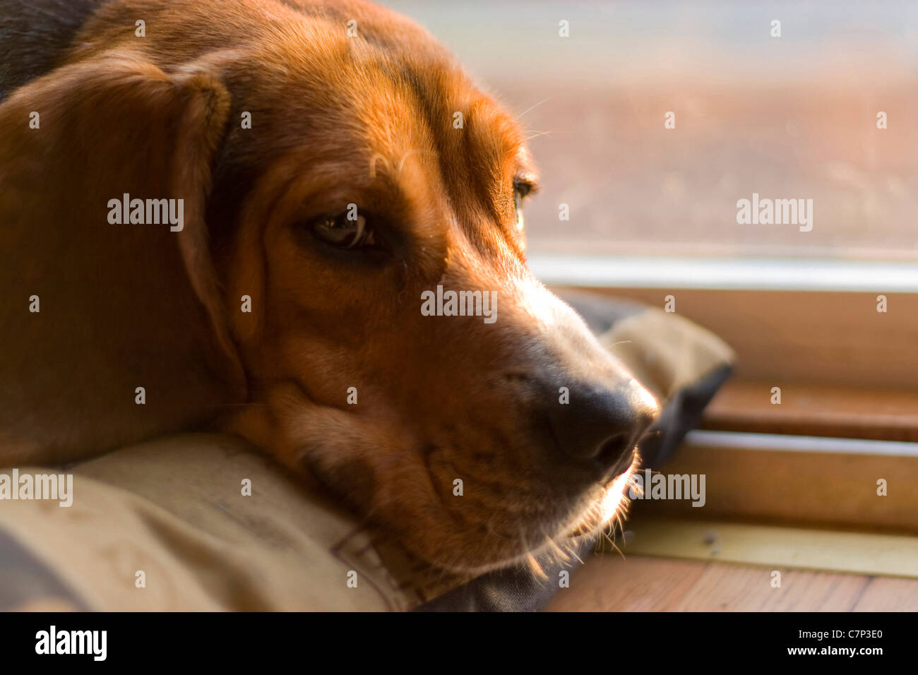 Una sonnolenta di cucciolo di beagle in appoggio sul suo letto. Foto Stock