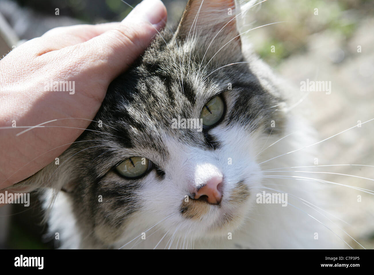 Il gatto domestico singolo adulto in posizione di fine corsa REGNO UNITO Foto Stock