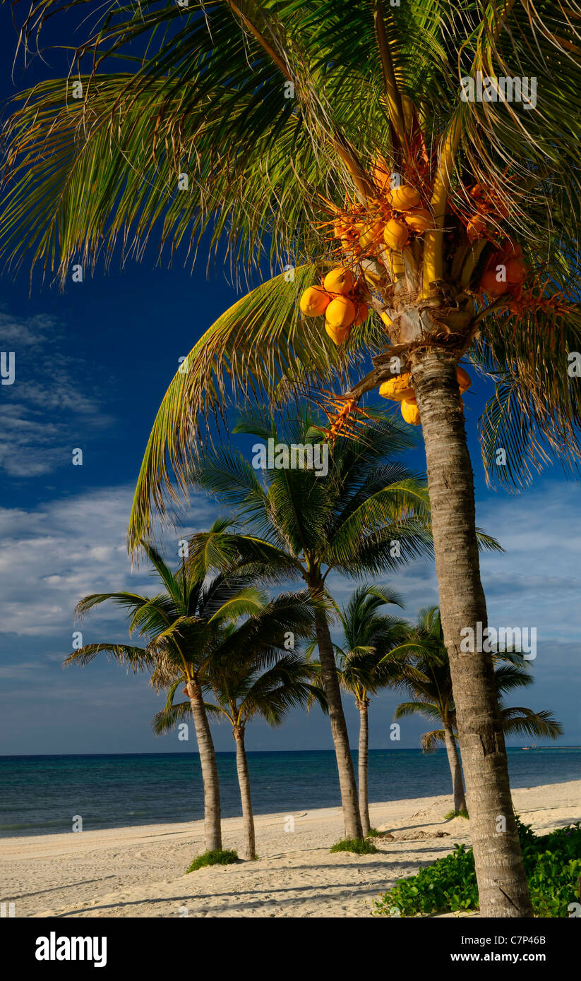 Spiaggia vuota sulla Riviera Maya con palme di cocco Messico resort Foto Stock