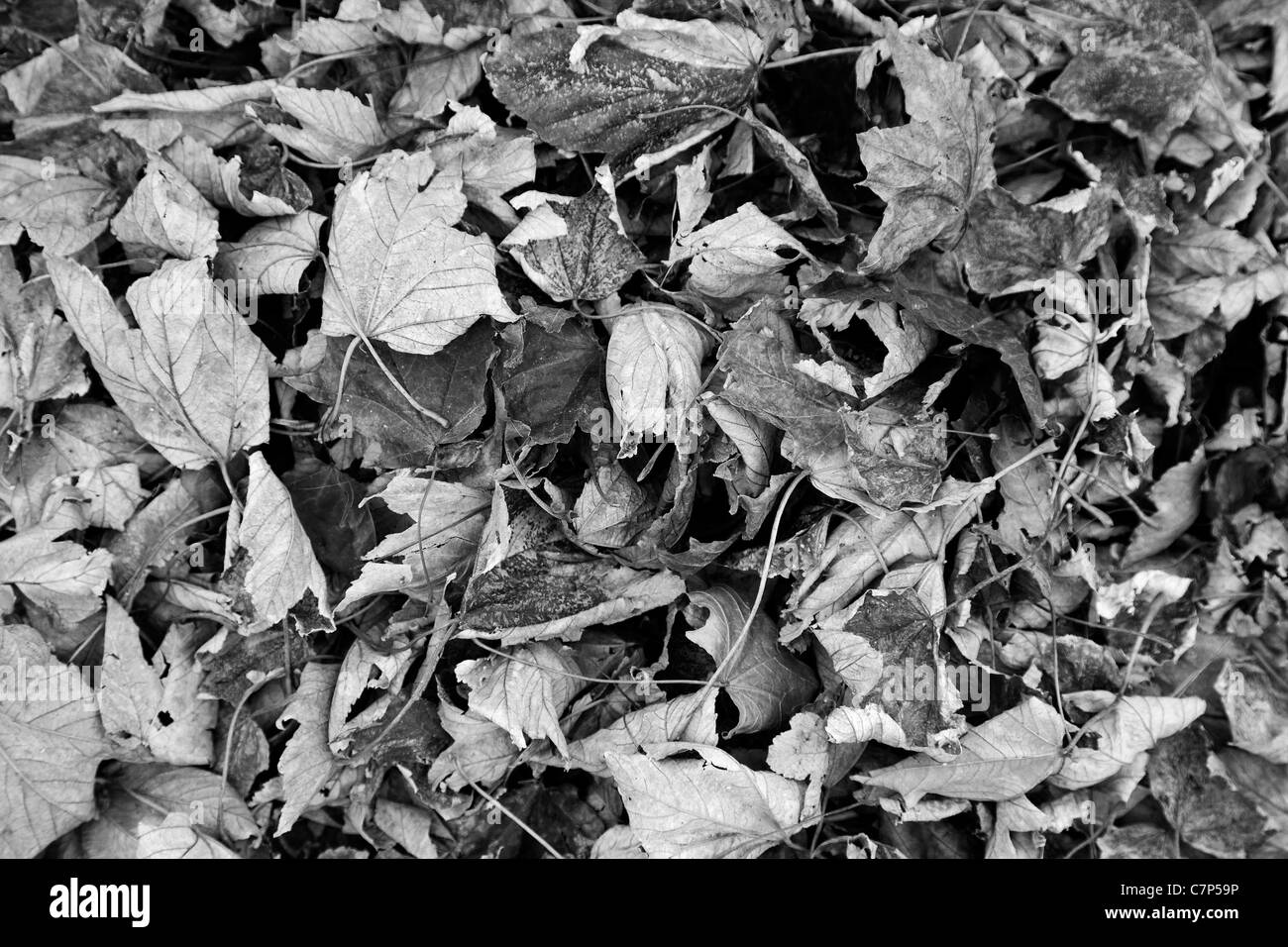 Caduto Foglie di autunno Foto Stock