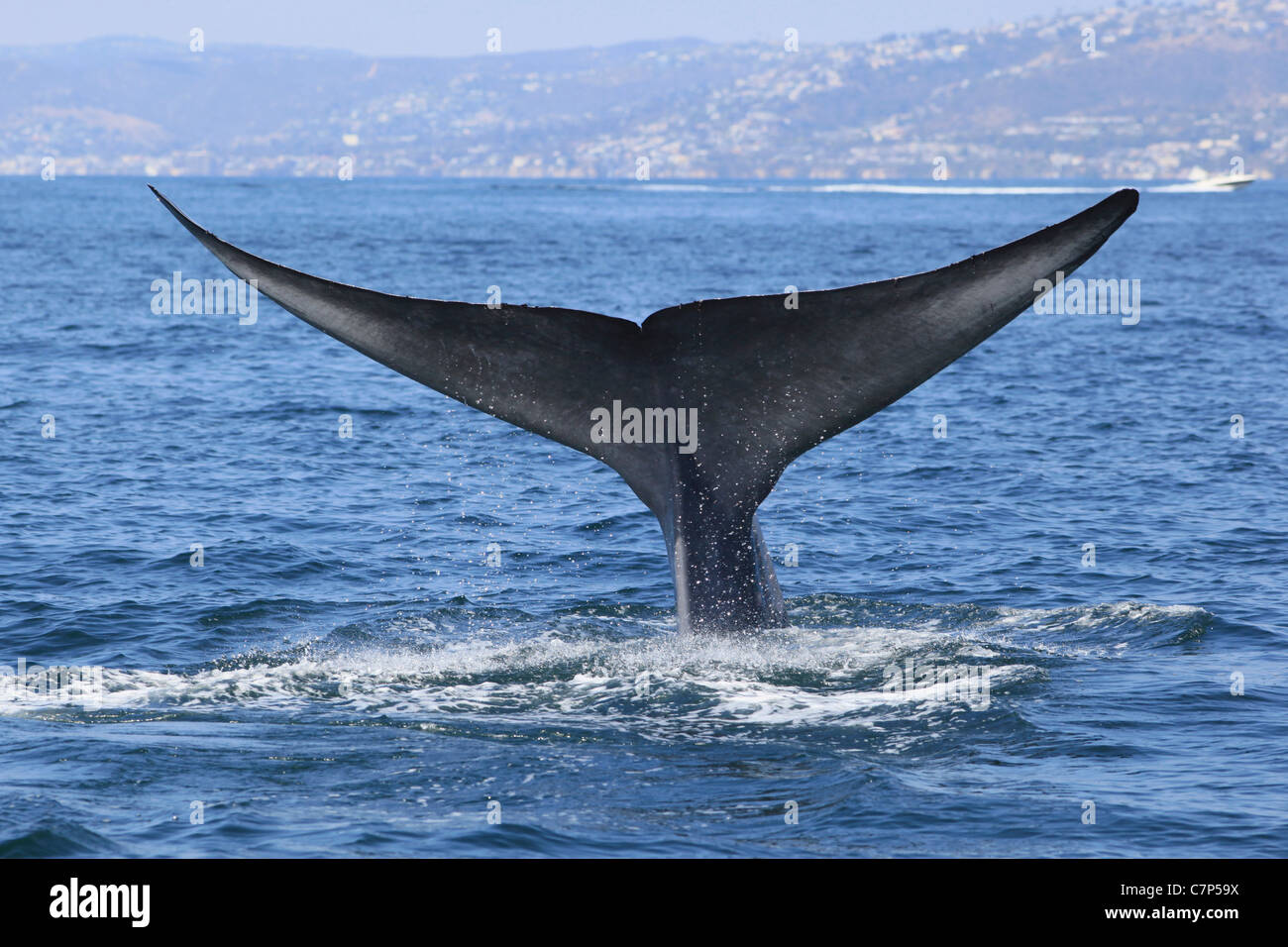 La coda di una balena blu gocciola acqua, dopo immersione in Orange County, California Foto Stock
