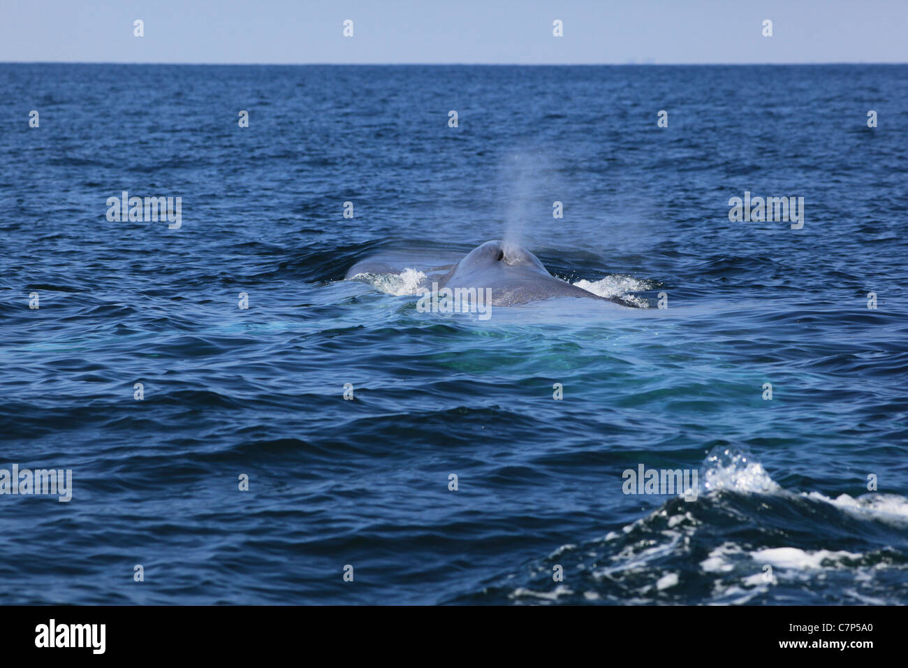 La coda di una balena blu gocciola acqua, dopo immersione in Orange County, California Foto Stock