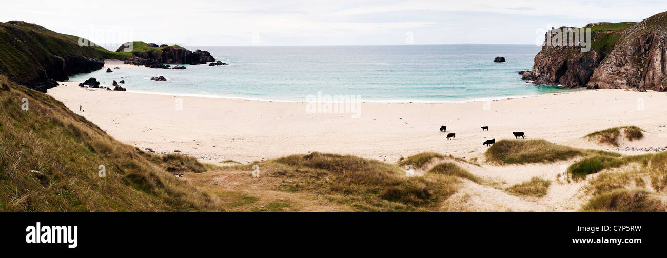 Vacche sulla spiaggia di Harris, Scozia, Ebridi Foto Stock