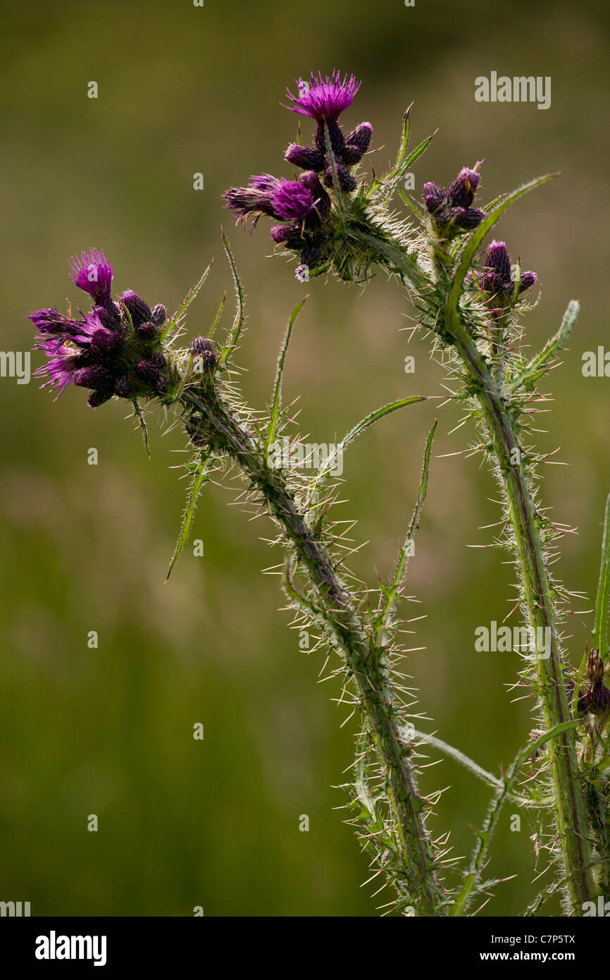 Marsh Thistle Cirsium palustre, Northumberland, Foto Stock