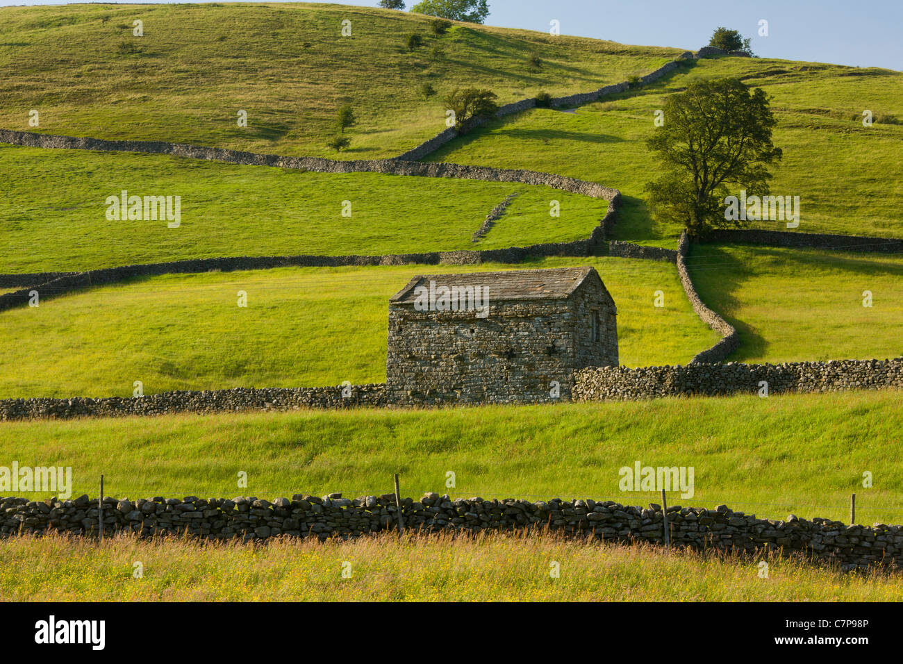 I fienili e i muri in pietra vicino Muker, Swaledale; Yorkshire Dales National Park, North Yorkshire. Foto Stock