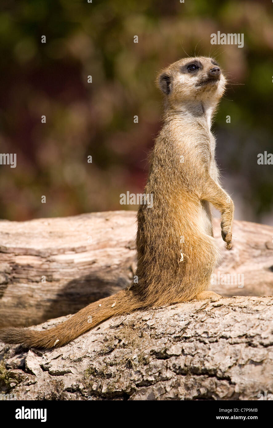 Snello -Tailed Meerkat Suricata suricatta Captive singolo adulto seduto su un log Marwell Zoo, REGNO UNITO Foto Stock