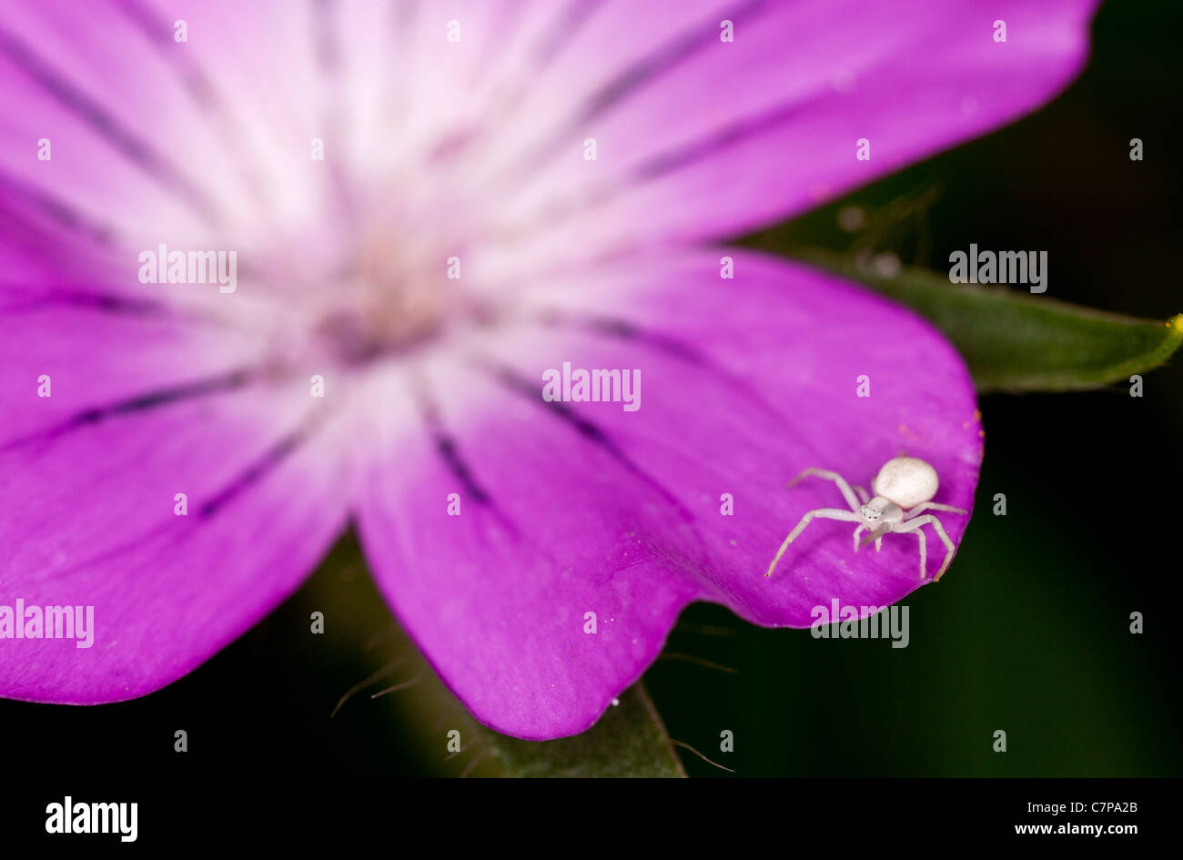 Immaturo ragno granchio, Misumena vatia, sulla petali di mais increspatura. Il Dorset. Foto Stock