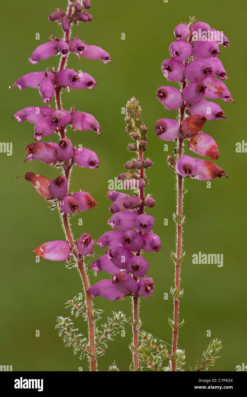 Il Dorset Heath, Erica ciliaris in fiore; molto raro impianto nel Regno Unito. Hartland Moor, Dorset. Foto Stock