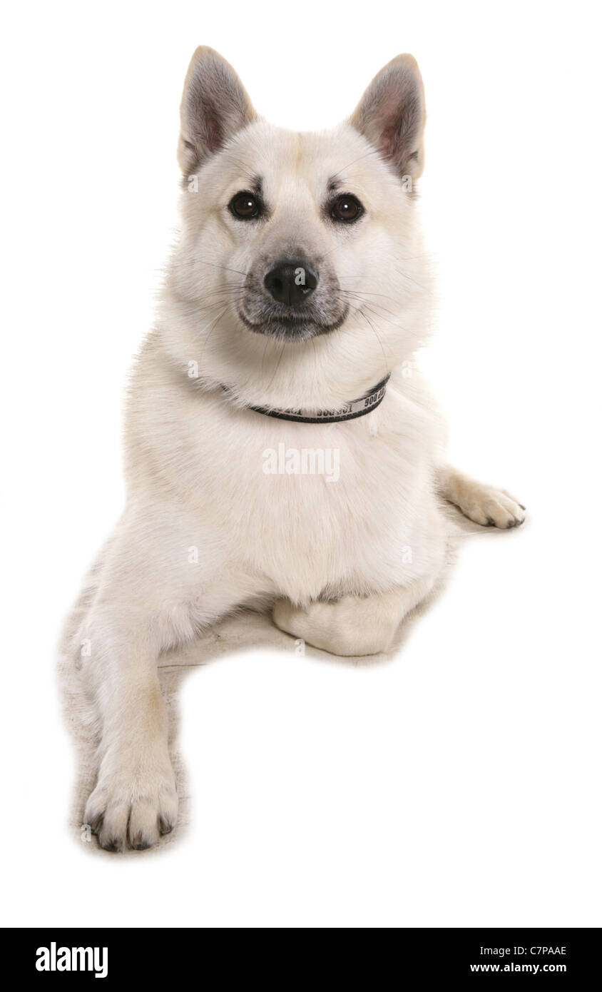 Norwegian Buhund singolo adulto maschio in un studio REGNO UNITO Foto Stock