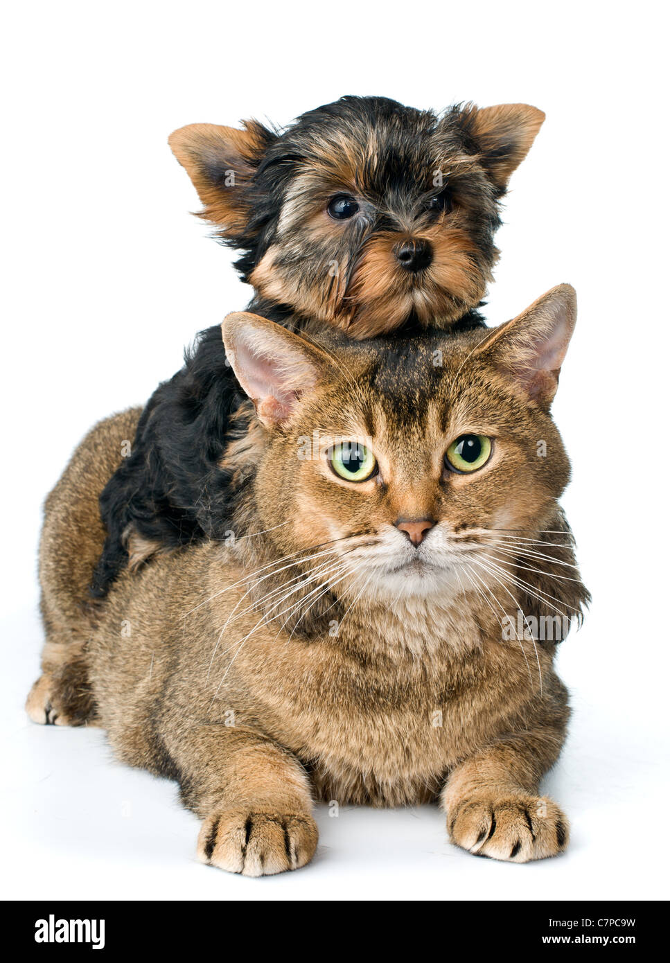 Gatto e puppy in studio Foto Stock