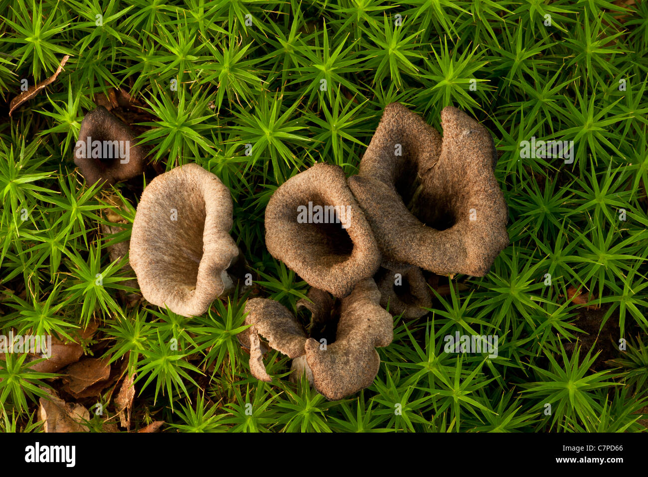 Corno dell'Abbondanza, funghi Craterellus cornucopioides tra boschi figliata di foglia e Moss. Commestibile. New Forest, Hants Foto Stock