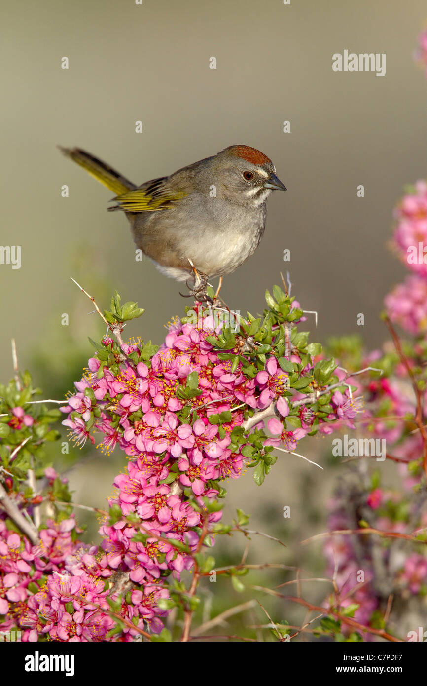 Verde-tailed Towhee Pipilo chlorurus Lago Mono, California, Stati Uniti 14 Maggio Emberizidae adulti Foto Stock