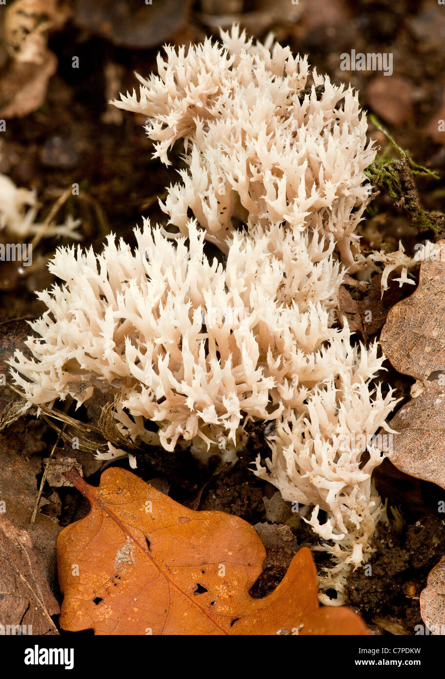 Crested Coral fungo, Clavulina coralloides, tra figliata di foglia. Vecchio bosco, Wilts. Foto Stock