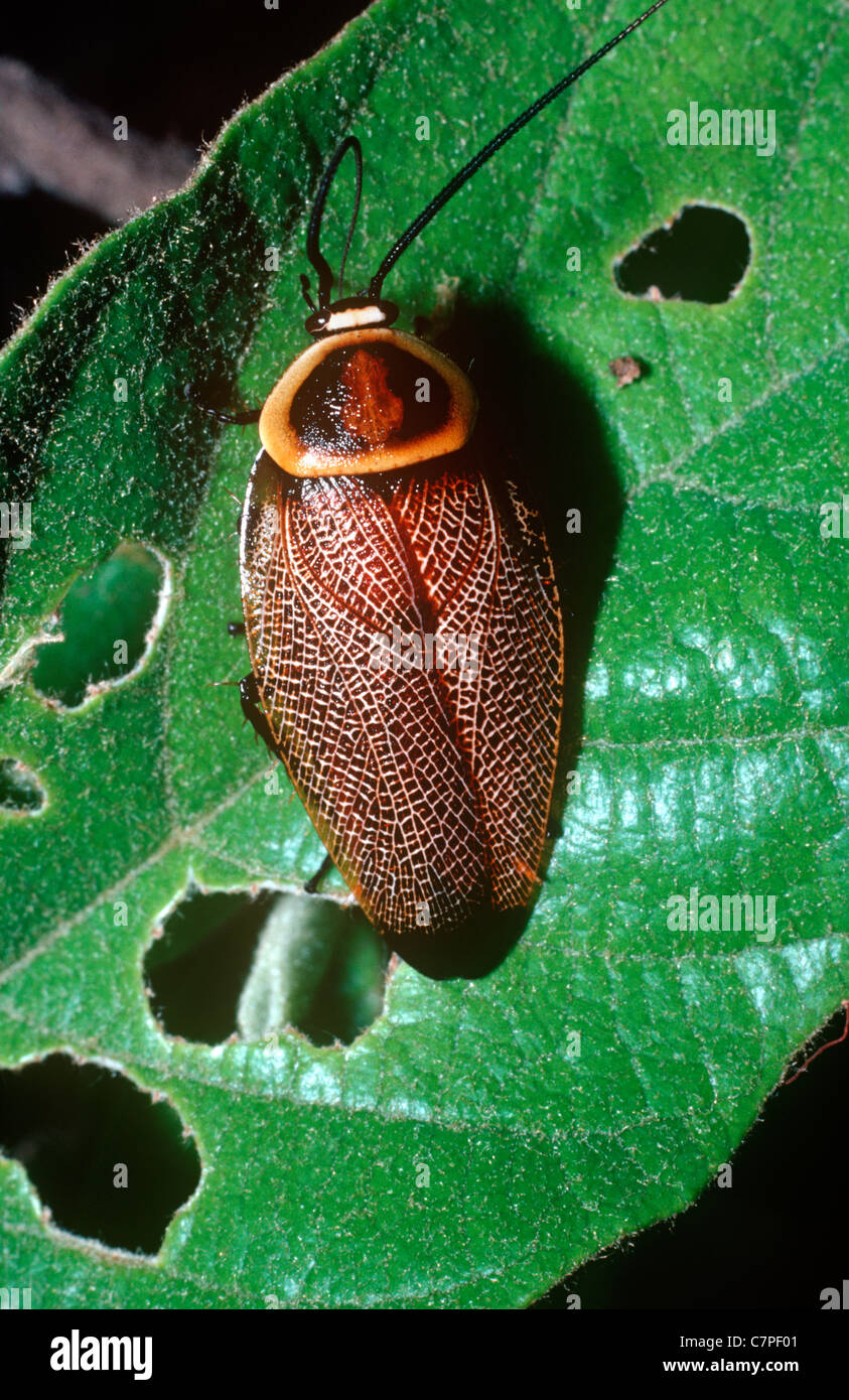 Scarafaggio (Ellipsidion sp.) nella foresta di eucalipti, Queensland, Australia Foto Stock