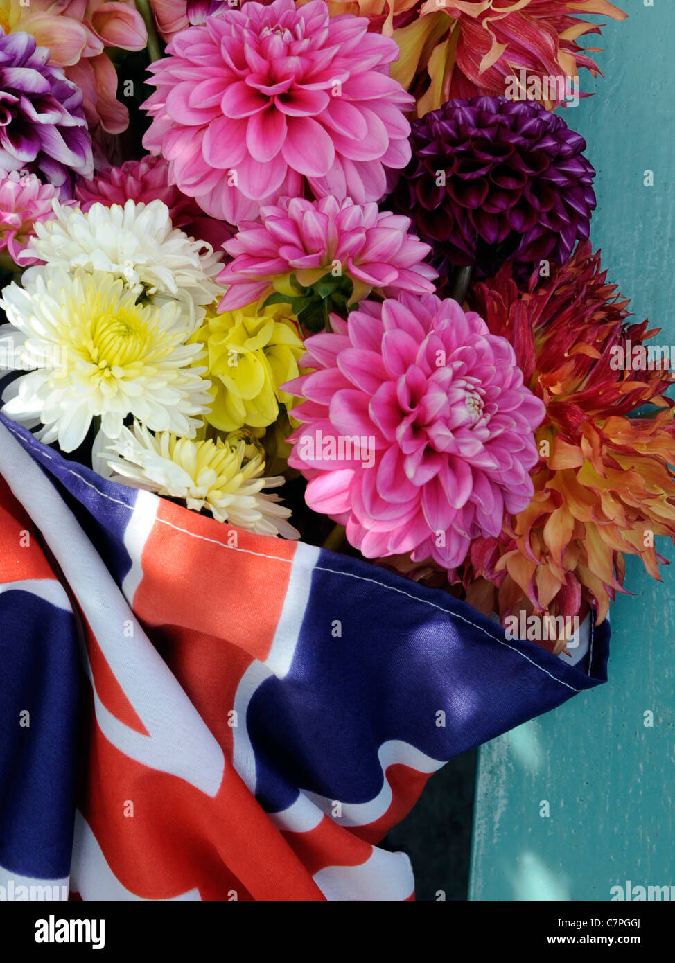 Un mazzetto di fiori dahlia in una unione jack flag Foto Stock