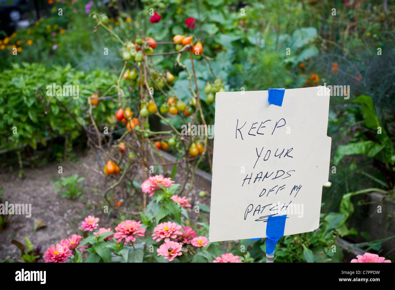 Un giardiniere in un orto comunitario in New York Post un cartello di avviso circa pilfering i loro pomodori Foto Stock